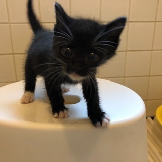 子猫の里親さんになっていただけませんか？