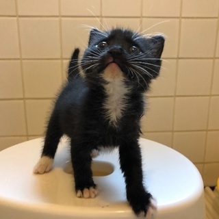 子猫の里親さんになっていただけませんか？ - 小金井市