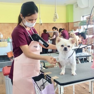 １０月生募集中！２０歳以上の方多数！犬好きなら！トリマー・ドッグ...