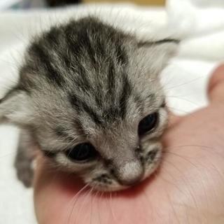 生後10日程度の子猫の里親募集！の画像