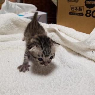 生後10日程度の子猫の里親募集！ - 里親募集
