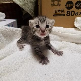 生後10日程度の子猫の里親募集！ - 猫