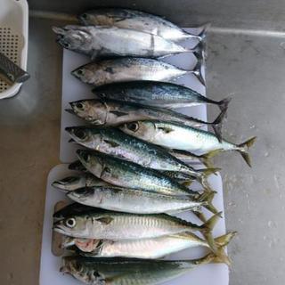 釣り仲間募集してます☆ボートも( •̀ω•́ )✧