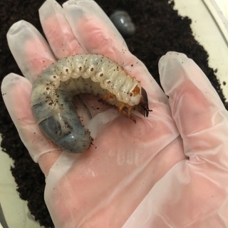 カブトムシの幼虫お譲りしますの画像