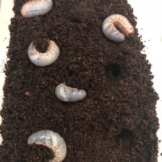 カブトムシの幼虫お譲りしますの画像