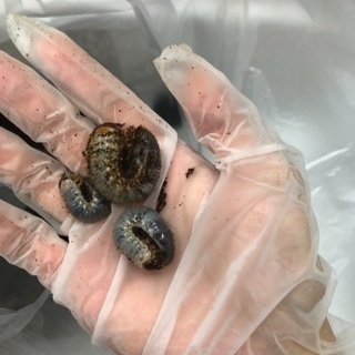 カブトムシの幼虫お譲りしますの画像
