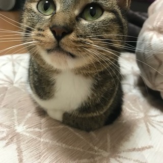 雑種、女の子です