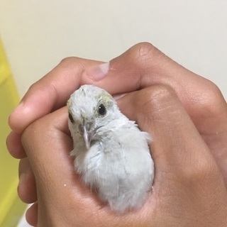 ヒメウズラ  ２羽
