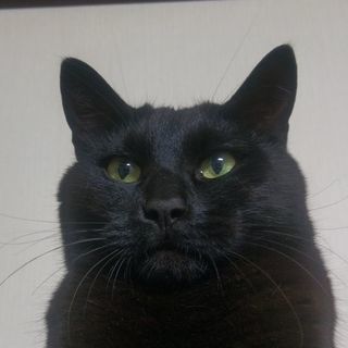 黒猫　2歳　♂