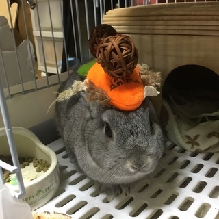 うさぎ飼いの方で集まる、うさ会コミュニティメンバー募集
