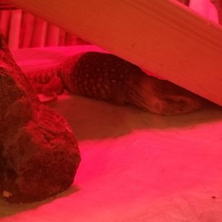 爬虫類好き、生き物好きな人