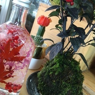 ハーバリウム ・苔玉づくり（ケーキセット付）の画像