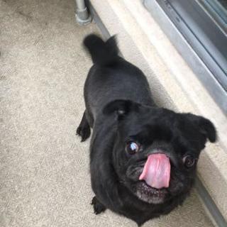 5歳、かわいい黒パグちゃん（メス）を大事にしてくれる里親募集