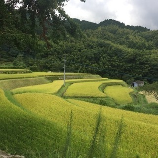 （新規受付中止）令和６年度産🌾　新米🌾　夢つくし🌾