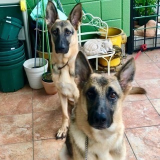 保健所の犬猫を助けるNPO設立予定！