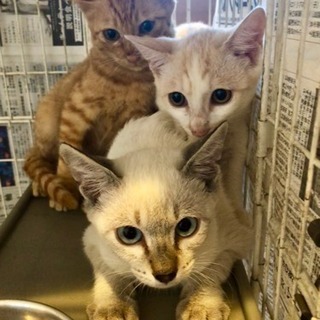保健所の犬猫を助けるNPO設立予定！ - 静岡市