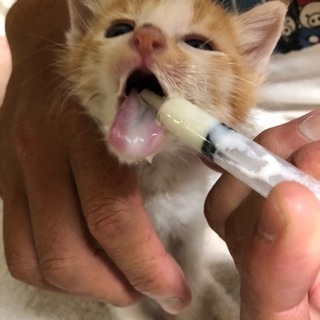 保健所の犬猫を助けるNPO設立予定！ − 静岡県