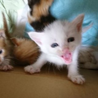 9/2産まれ ５匹の子猫