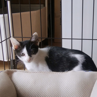 白黒の子猫 メス 生後約2ヶ月半 オセロちゃん