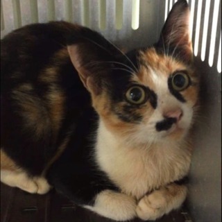 10/2期限！殺処分間近の優しい三毛猫ちゃんを助けて！の画像