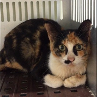 10/2期限！殺処分間近の優しい三毛猫ちゃんを助けて！ - 柳井市