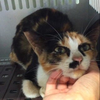 10/2期限！殺処分間近の優しい三毛猫ちゃんを助けて！ − 山口県