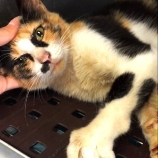 10/2期限！殺処分間近の優しい三毛猫ちゃんを助けて！ - 猫