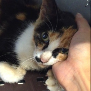 10/2期限！殺処分間近の優しい三毛猫ちゃんを助けて！ - 里親募集