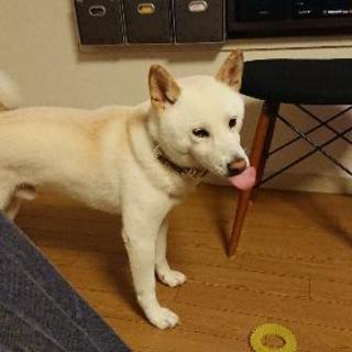 柴犬サークル - その他