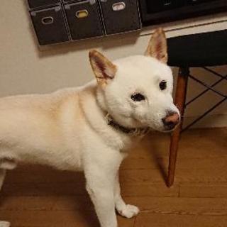 柴犬サークル - 品川区