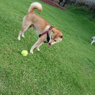 柴犬サークル - メンバー募集
