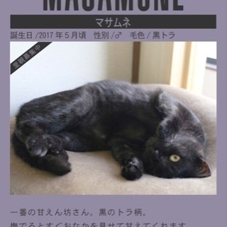 Workspace NeCOo  猫ちゃん里親募集
