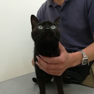 黒猫のクロちゃんとルナちゃんです