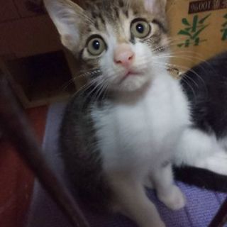 元気な子猫２ヶ月３匹