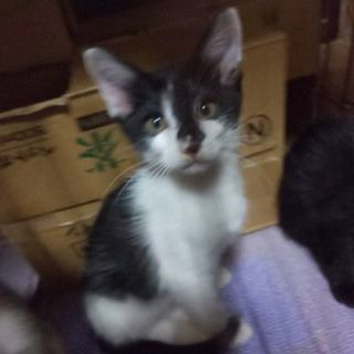 ２ヶ月の子猫２匹