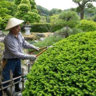 庭の手入れ