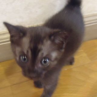 生後５週目くらいの女の子二匹です。 - 福岡市