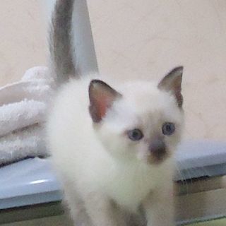 生後５週目くらいの女の子二匹です。 - 猫