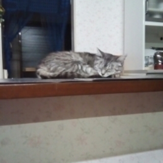 猫を見ませんか？（注意喚起ボランティア募集）