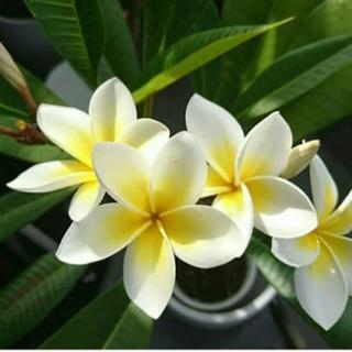 ときわ台北口駅3分ヨガ教室🌸の画像