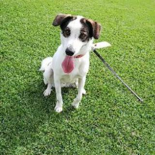 かしこい元気な犬です