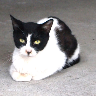 成猫ですがとっても小さめ　1歳半　ハチワレ　メス　里親募集