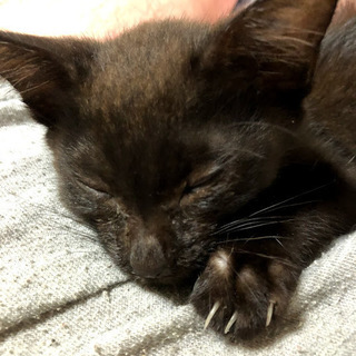 黒い子猫（１０ヶ月、男の子）