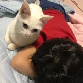里親決まりました。ありがとうございました - 猫