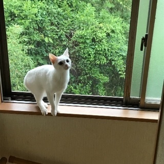 里親決まりました。ありがとうございました - 大分市