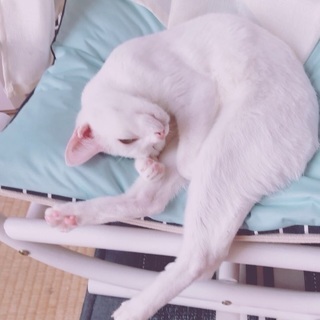 里親決まりました。ありがとうございました - 里親募集
