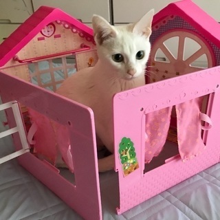 里親決まりました。ありがとうございました