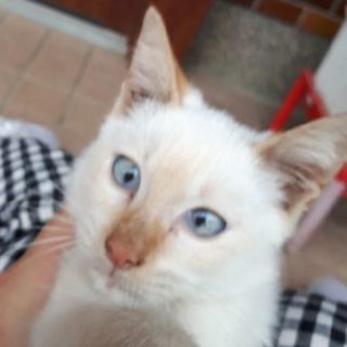 生後2か月青目白猫里親募集！