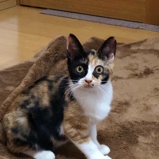 とても人懐っこい生後4ヶ月の三毛猫です❣️ (ハナハナ) 福岡の