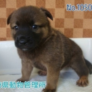 里親決定！有難うございました！生後2カ月位、雑種の子犬兄弟が温か...